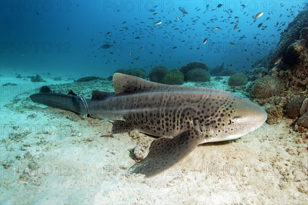 Zebra shark (Stegostoma fasciatum) resting on the sandy seafloor