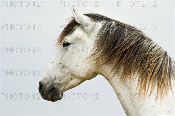 Lusitano horse