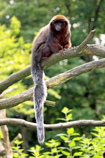 Red-bellied Titi (Callicebus moloch)