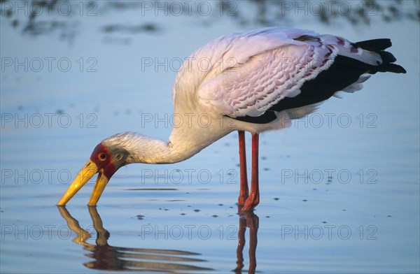 Yellow-billed Stork or Wood Ibis (Mycteria ibis)