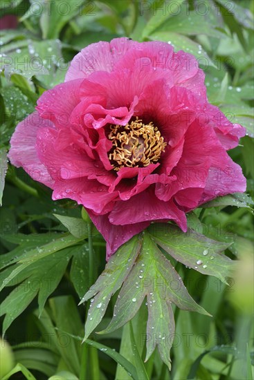 Tree Peony (Paeonia suffruticosa 'Leda')