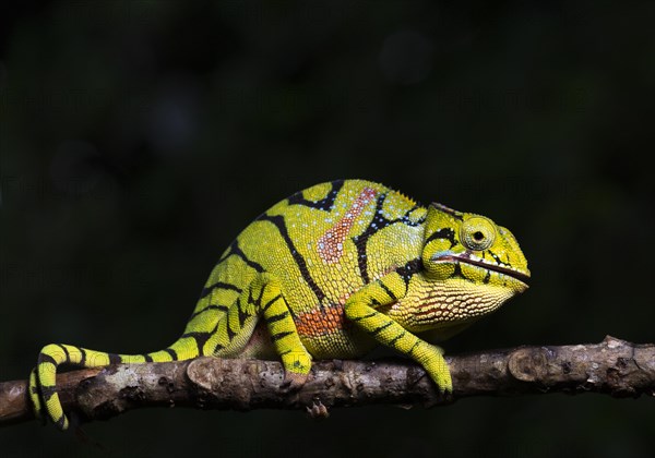 Female chameleon of the genus (Furcifer timoni)