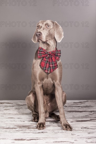 Weimaraner dog