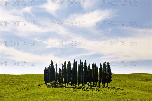 Group of cypress trees on a hilly field