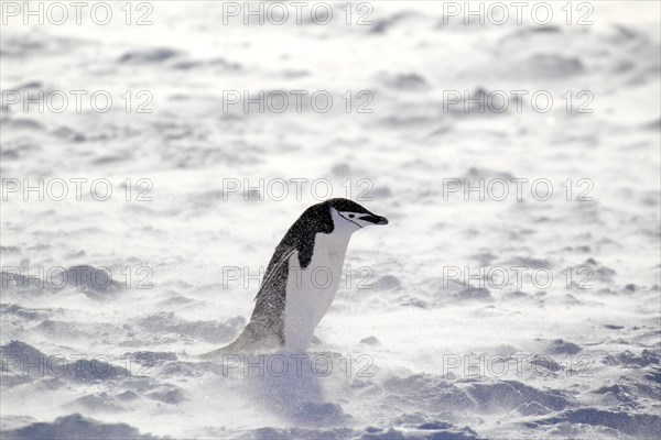 Chinstrap Penguin (Pygoscelis antarctica)