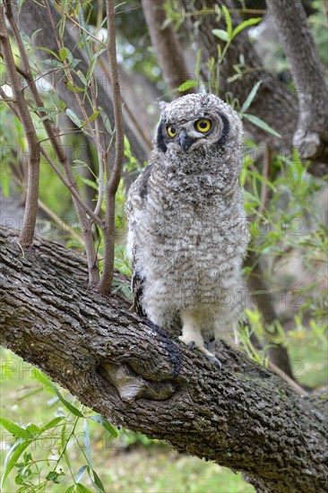 Spotted Eagle-Owl (Bubo africanus)