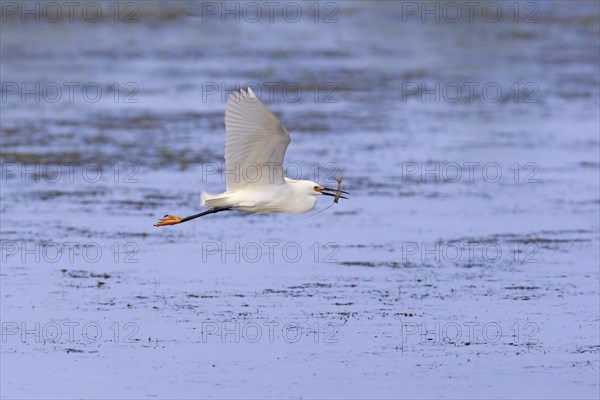 Snowy Egret (Egretta thula)