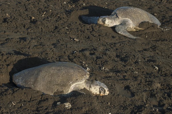 Olive Ridley Sea Turtles (Lepidochelys olivacea) during oviposition