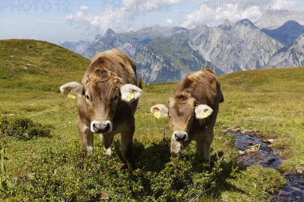 Cows grazing on an alpine meadow