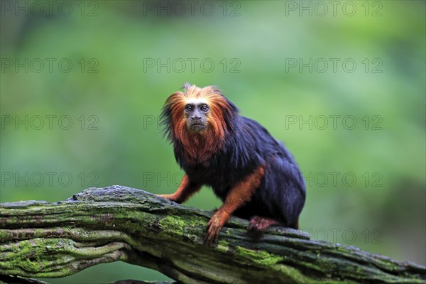 Golden-headed Lion Tamarin (Leontopithecus chrysomelas)