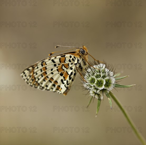 Lacewing Butterfly (Cethosia sp.) on a Pincushion Flower (Scabiosa)