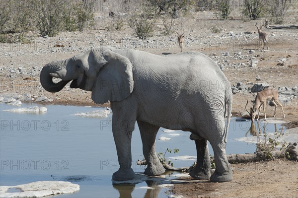 African Elephant (Loxodonta africana)