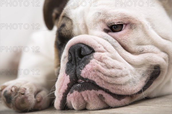 English Bulldog