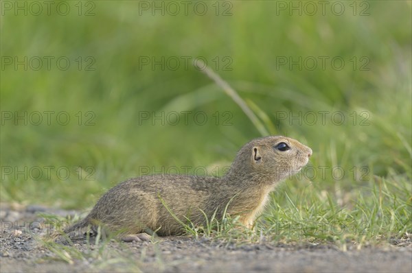 European ground squirrel (Spermophilus citellus)