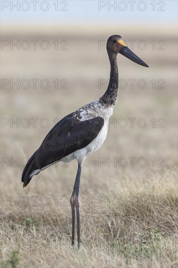 Saddle-billed Stork (Ephippiorhynchus senegalensis)