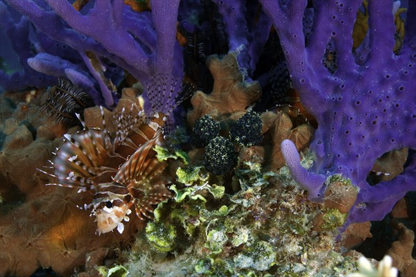 Zebra Turkeyfish or Zebra Lionfish (Dendrochirus zebra) hiding amidst the coral