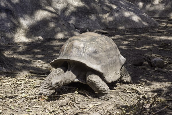 Seychelles Giant Tortoise (Aldabrachelys)