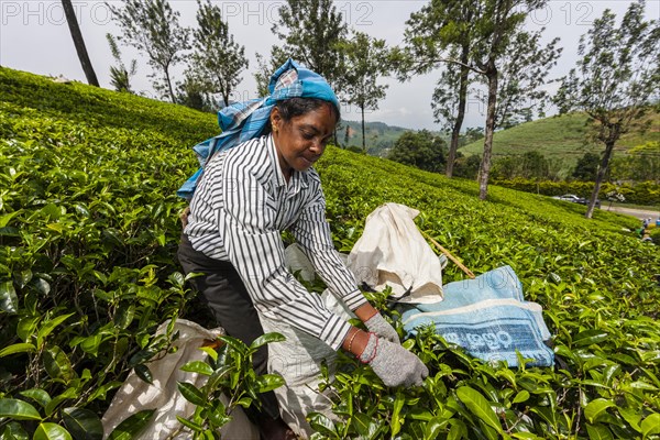 Tea picker