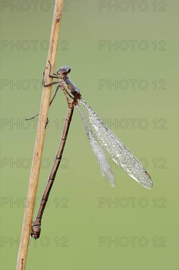 Willow Emerald Damselfly or Western Willow Spreadwing (Chalcolestes viridis