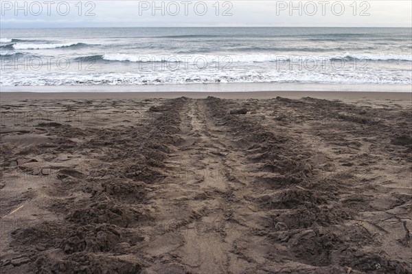 Track of a sea turtle on the beach
