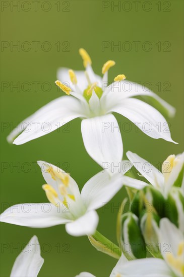 Star-of-Bethlehem (Ornithogalum umbellatum)