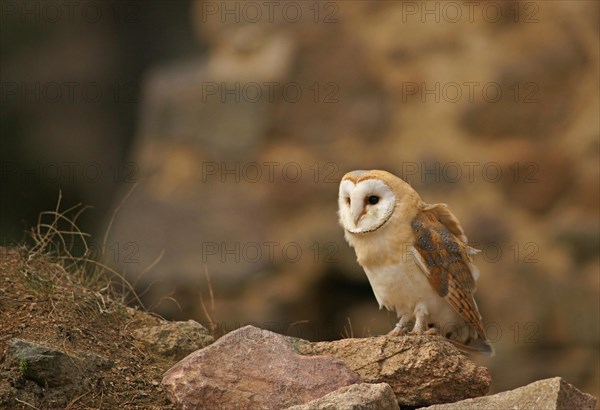 Barn Owl (Tyto alba)