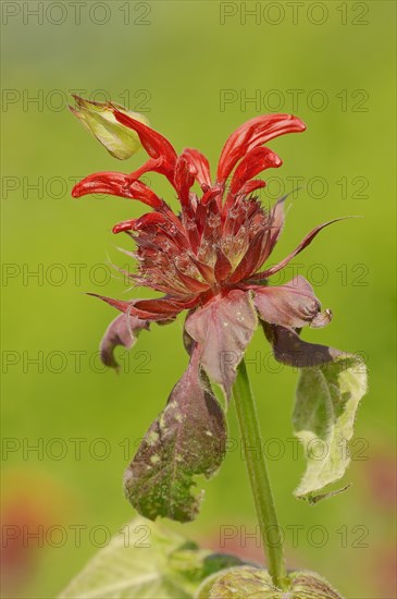 Crimson Beebalm (Monarda didyma hybrid)