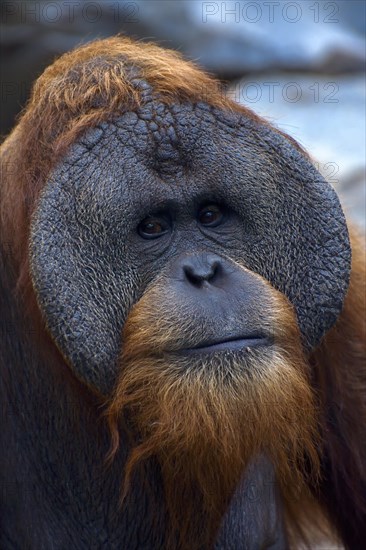 Sumatran Orangutan (Pongo abelii)