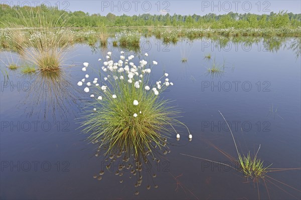 Tussock Cottongrass (Eriophorum vaginatum)