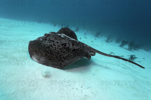 Round Ribbontail Ray (Taeniura meyeni) swimming over the sandy ocean floor