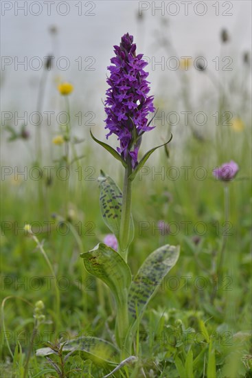 Western Marsh Orchid (Dactylorhiza majalis)