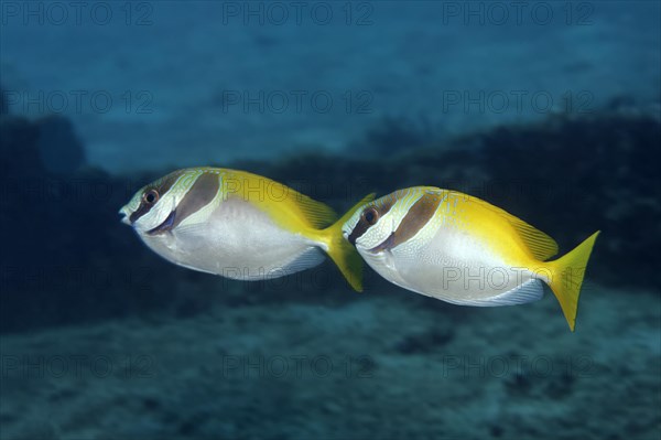 Two Barhead Spinefoots (Siganus virgatus)