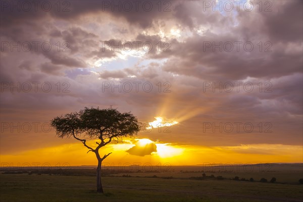 Silhouette of umbrella thorn acacia (Acacia tortilis) at sunset