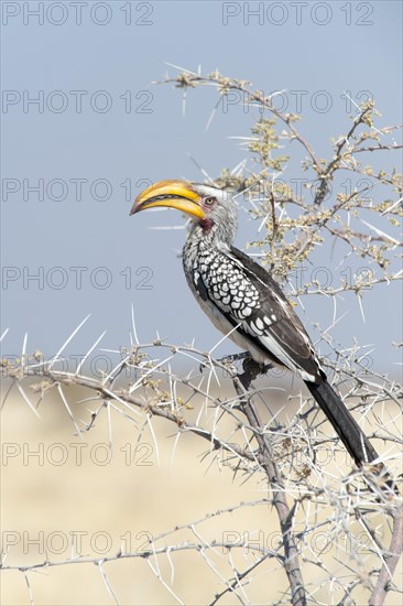 Eastern Yellow-billed Hornbill (Tockus flavirostris) perched on a thorny acacia branch