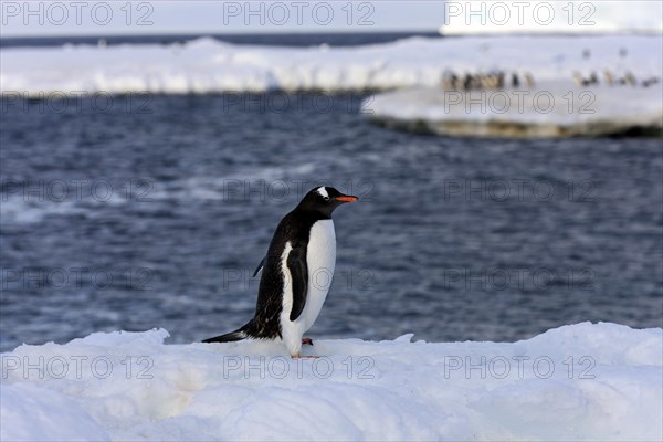 Gentoo Penguin (Pygoscelis papua)