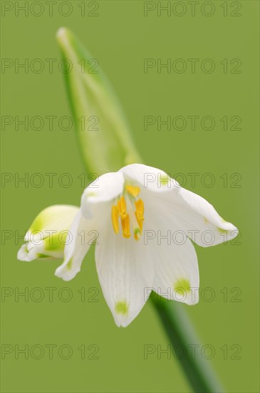 Summer Snowflake (Leucojum aestivum)