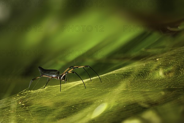 Red-legged Golden Orb-web Spider (Nephila inaurata)