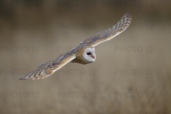 Barn Owl (Tyto alba) in flight