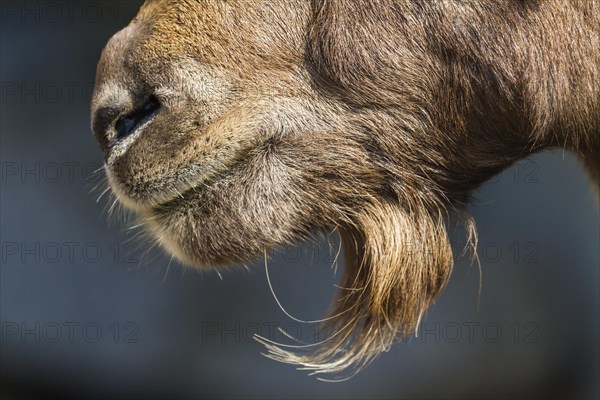 Alpine Ibex (Capra ibex)