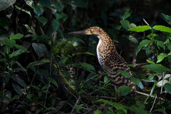 Tiger Heron (Tigrisoma lineatum)