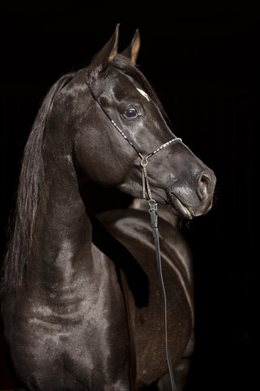 Arabian Thoroughbred Horse wearing a show halter