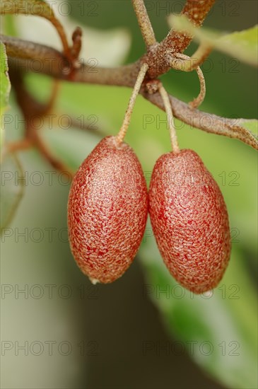 Thorny Elaeagnus (Elaeagnus pungens)