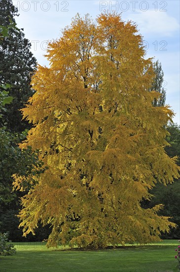 Katsura Tree (Cercidiphyllum japonicum) in autumn colours