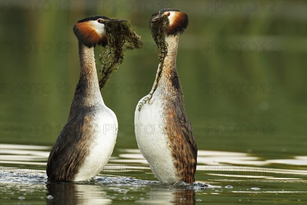 Great Crested Grebes (Podiceps cristatus)