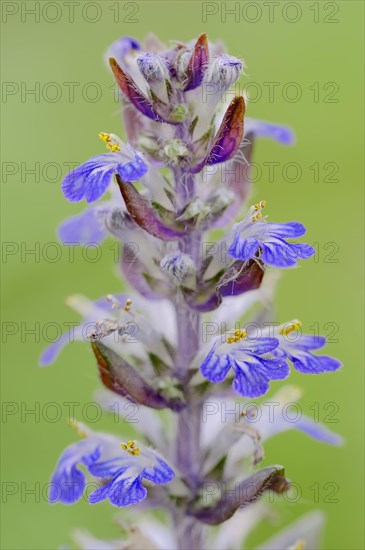 Bugleherb or Carpet Bungleweed (Ajuga reptans)