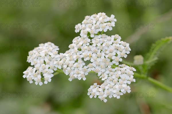 Yarrow (Achillea millefolium)