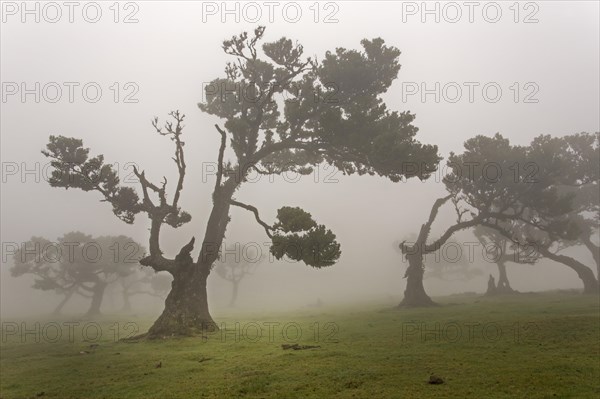 Old Bay Laurel Trees (Laurus nobilis) in the fog