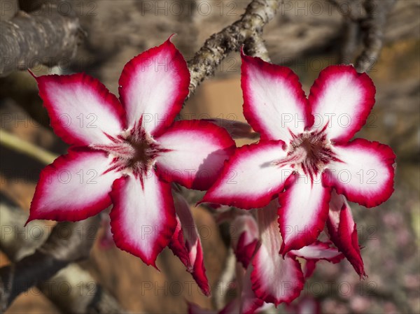 Impala Lily (Adenium multiflorum)