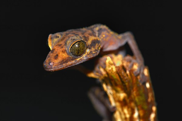 Graceful Madagascar Ground Gecko (Paroedura gracilis)