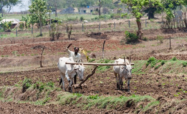 Indian farmer plowing field with yoke of oxen